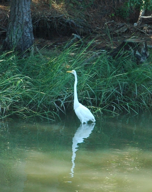 Egret small